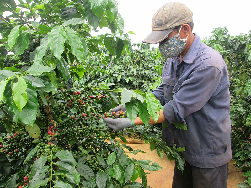 Thu hoạch cà phê tái canh bằng phương pháp đốn đau tại xã Hướng Phùng, huyện Hướng Hóa - Ảnh: L.A