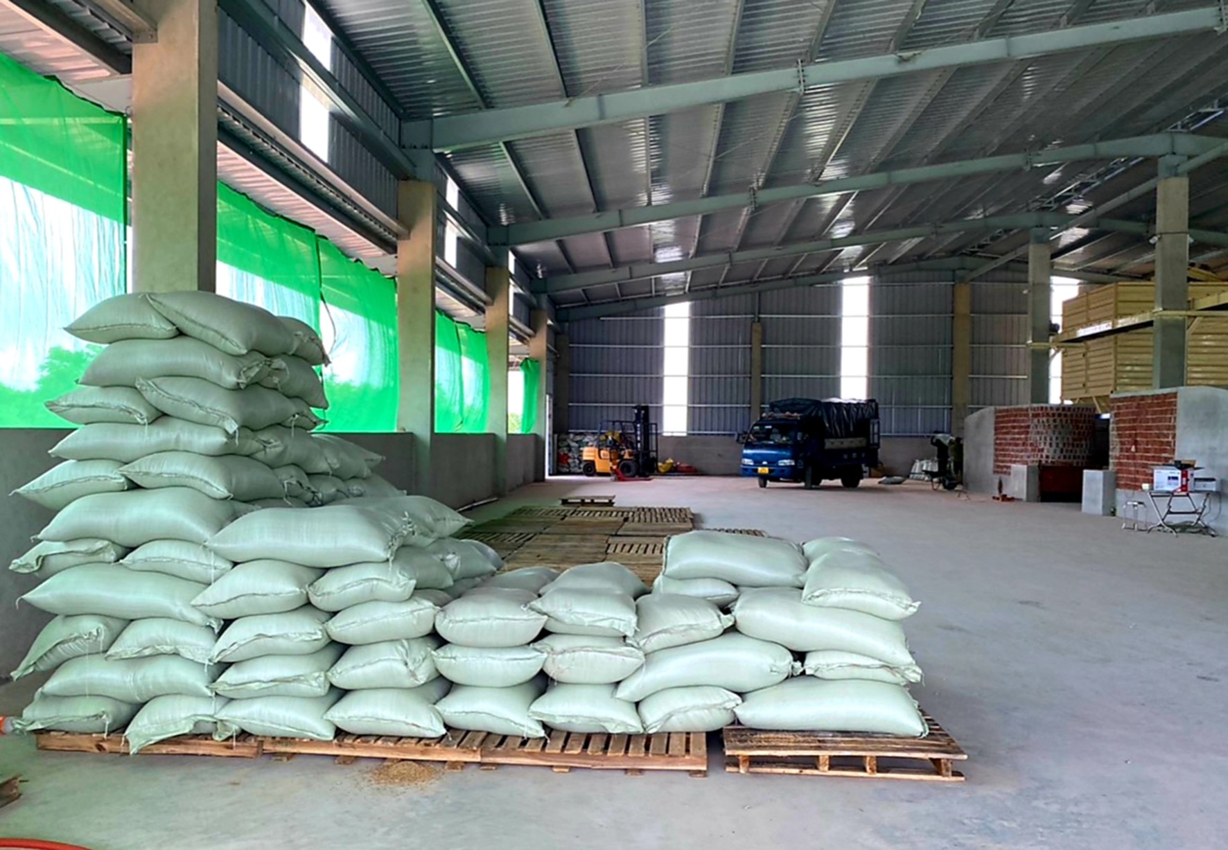 Lúa của người dân ở huyện Hải Lăng vừa được sấy khô - Ảnh: Tú Linh