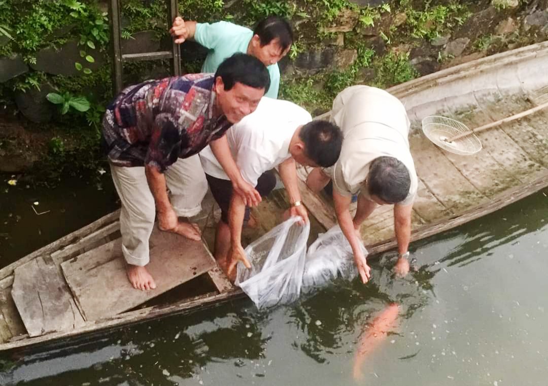 Cá từ ao cá của Bác Hồ ở Khu Di tích Chủ tịch Hồ Chí Minh được thả nuôi tại ao cá Thành Cổ Quảng Trị -  Ảnh: Tú Linh