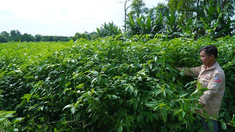 Cây rau đay quả dài phát triển tốt ở thôn Bình Mỹ, Cam Tuyền-Ảnh: Anh Vũ