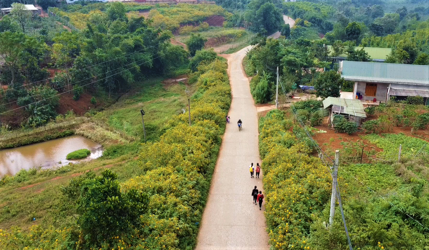 Những con đường hoa dã quỳ ở miền núi huyện Hướng Hóa đã góp phần làm đẹp cảnh quan thiên nhiên, thu hút du khách, phát triển du lịch cộng đồng theo hướng bền vững nơi miền tây Quảng Trị.