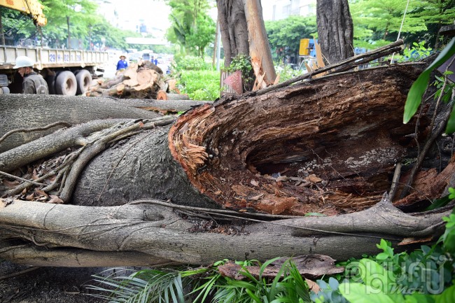 Theo nhân viên cây của Công ty Công viên cây xanh Hà Nội, cây đa có tuổi đời hơn 100 năm, cành bị gãy là nhánh chính của cây đa, do bị mục thối bên trong và gánh các nhánh cây quá nặng dẫn đến gãy.