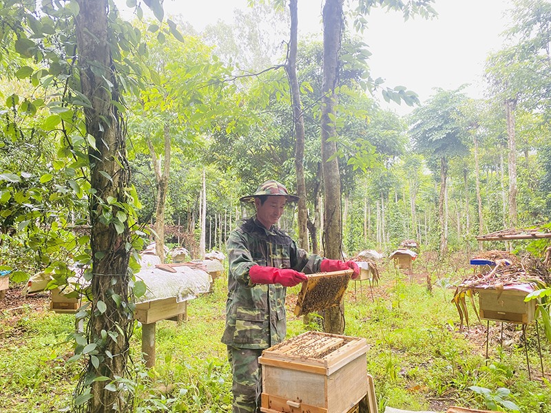 Ông Nguyễn Văn Hóa kiểm tra đàn ong lấy mật -Ảnh: T.P