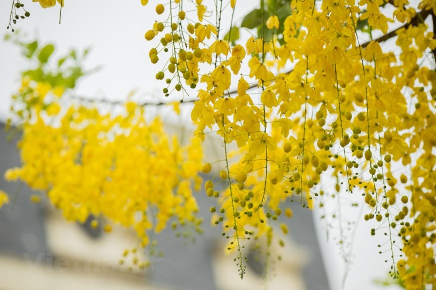 Sắc vàng tươi của muồng hoàng yến đã tạo nên một bức tranh phong cảnh mùa Hè tuyệt đẹp. (Ảnh: Hoài Nam/Vietnam+)
