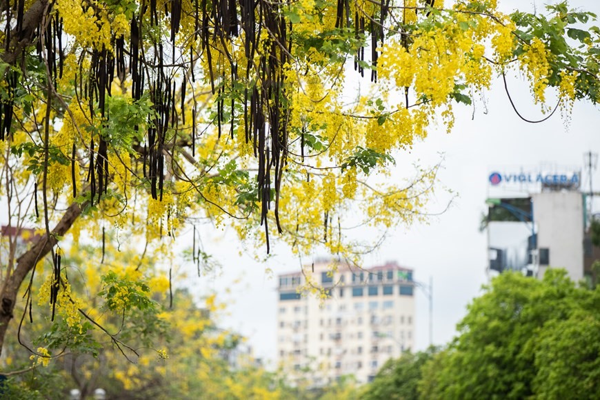 Tại Hà Nội, nhiều tuyến phố trồng loài cây này như Nguyễn Văn Huyên với hàng cây được trồng ở giải phân cách giữa hai làn đường. (Ảnh: Hoài Nam/Vietnam+)