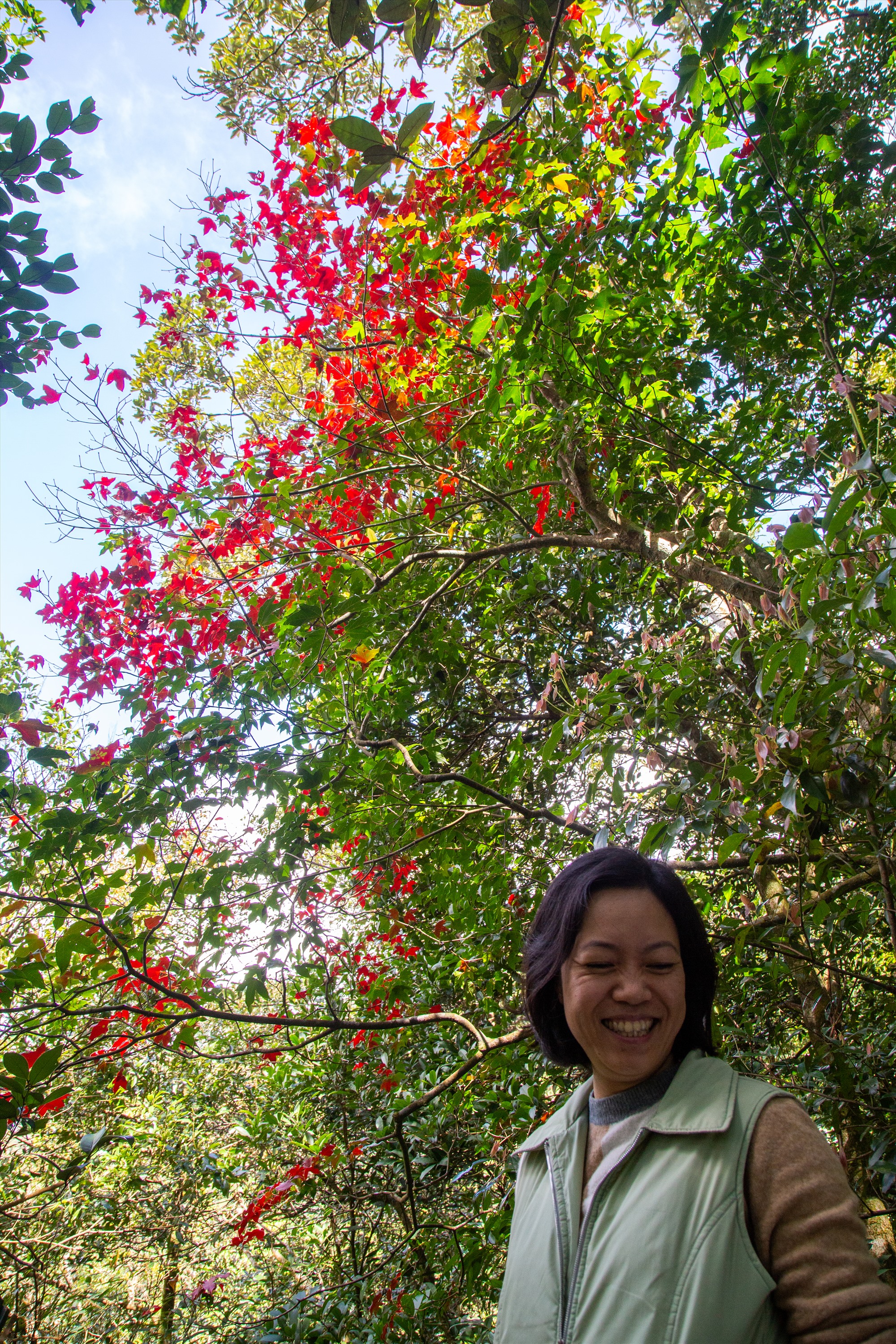 Cây lá phong nở đỏ rực trên nền trời xanh.