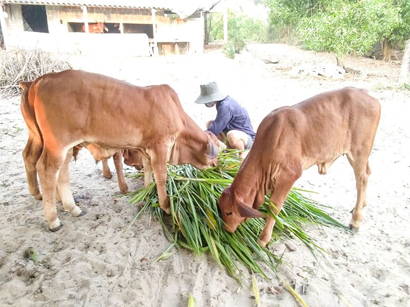 Cung cấp thức ăn thô xanh đầy đủ cho vật nuôi trong mùa nắng nóng - Ảnh: T.A.M
