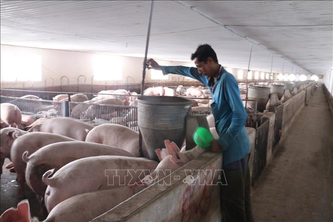 Nuôi lợn trong phòng lạnh khép kín tại trang trại ở huyện Châu Đức, tỉnh Bà Rịa-Vũng Tàu. Ảnh tư liệu: Hoàng Nhị/TTXVN