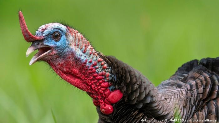 Việc cách gọi tên loài gà tây được đặt theo tên quốc gia “Turkey” của Thổ Nhĩ Kỳ đã khiến nhiều người không hài lòng. Ảnh: ZUMA