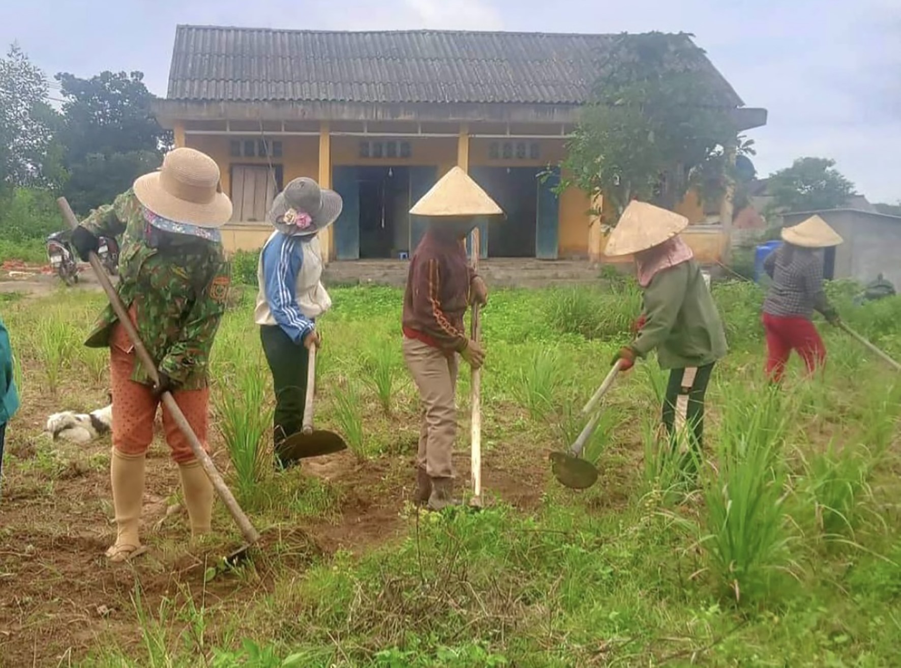 Sau thời gian xuống giống, hiện cây sả đang phát triển ổn định-Ảnh: Nguyễn Trang