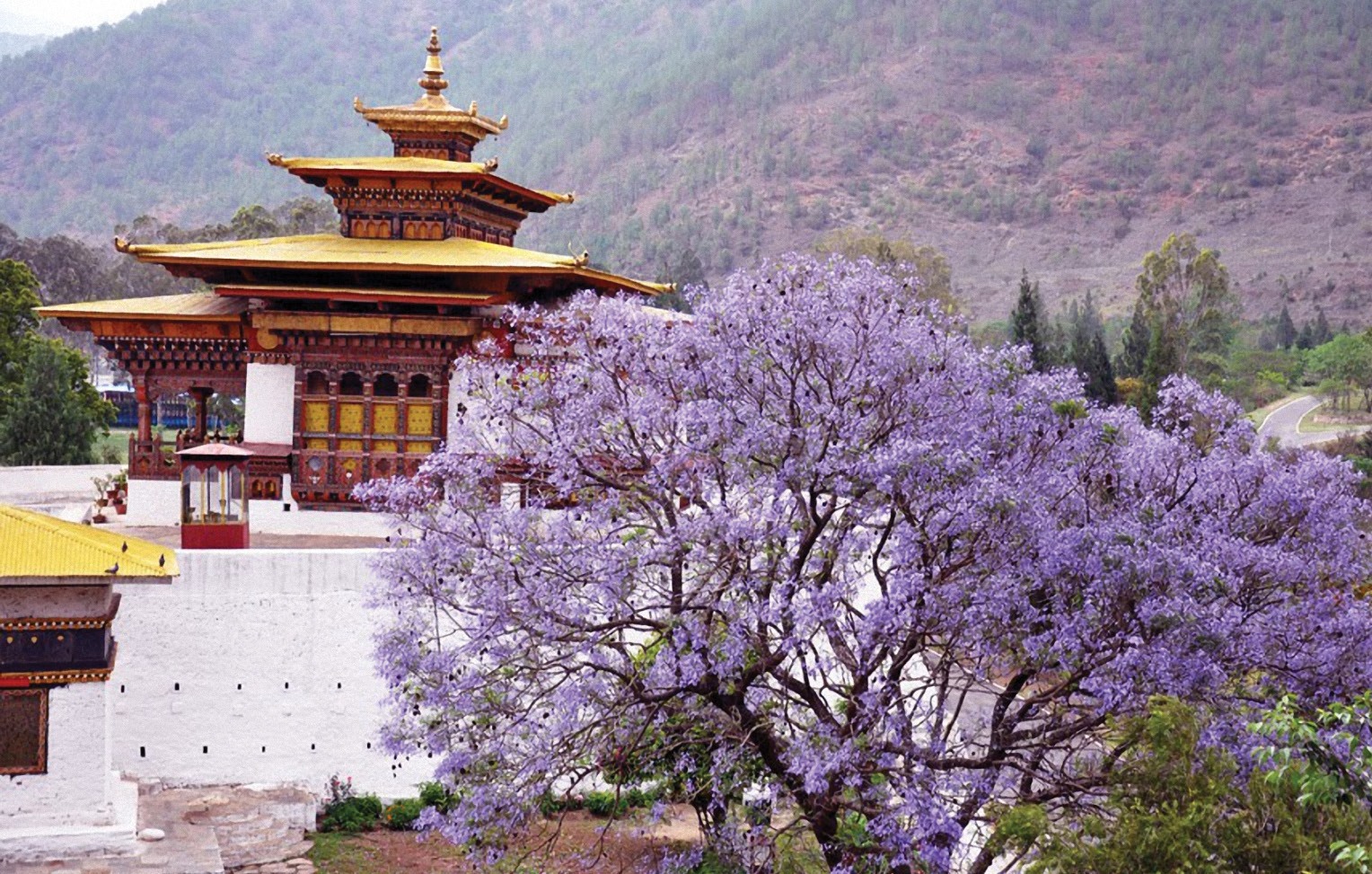 Hoa phượng tím trong một Yong (tu viện) ở cố đô Punakha - Ảnh: L.Đ.D