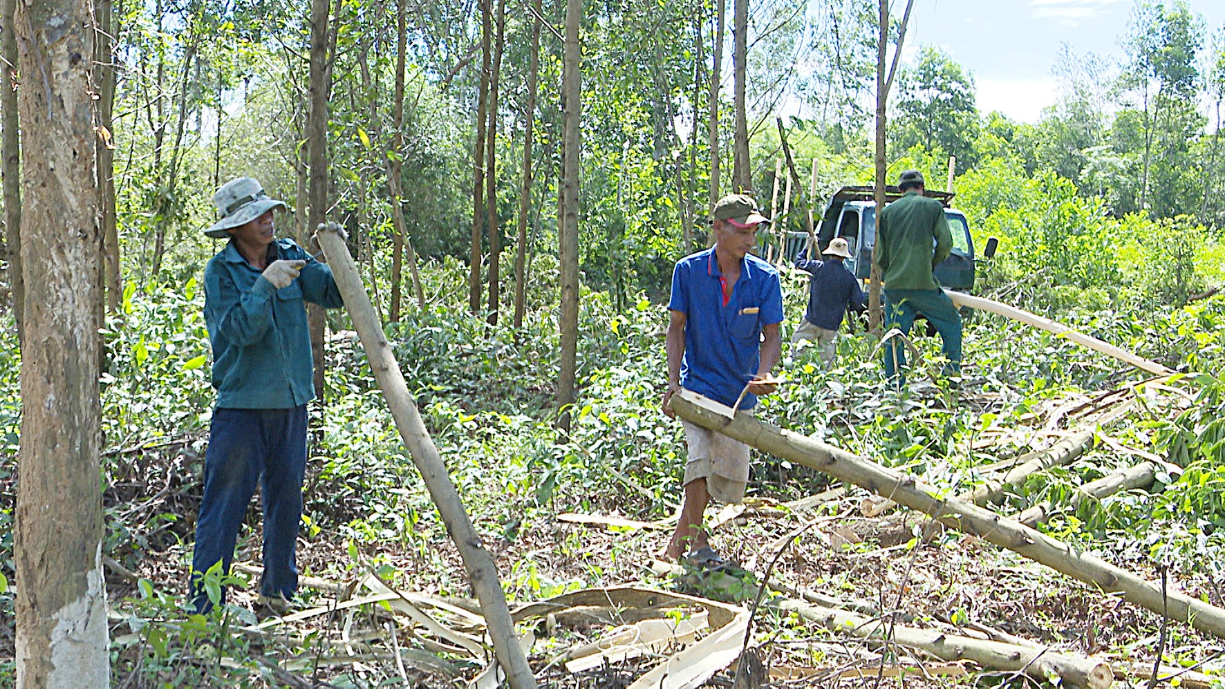 Khai thác gỗ rừng trồng ở xã Cam Tuyền, Cam Lộ - Ảnh: Anh Vũ