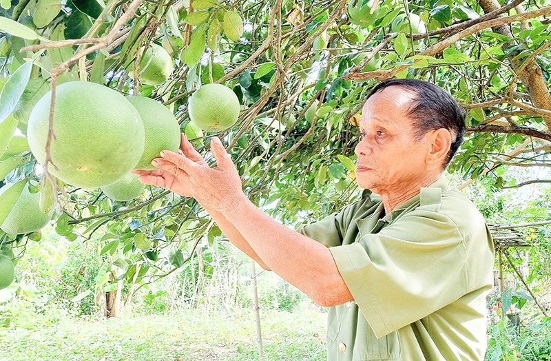 Ông Hồ Quang Thân chăm sóc vườn cây ăn quả của gia đình - Ảnh: K.S