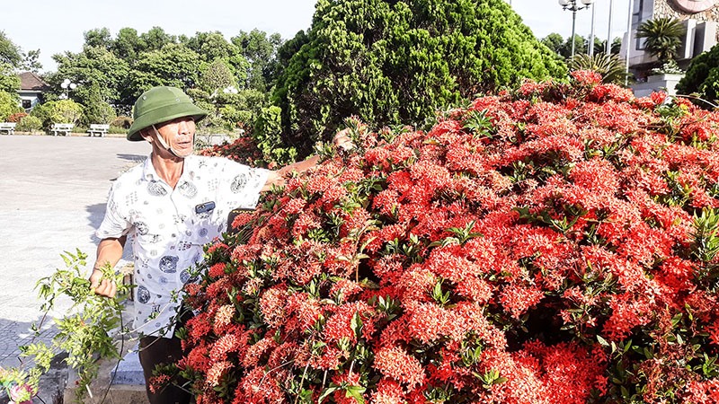 Ông Nguyễn Cư chăm sóc vườn hoa - Ảnh: N.V