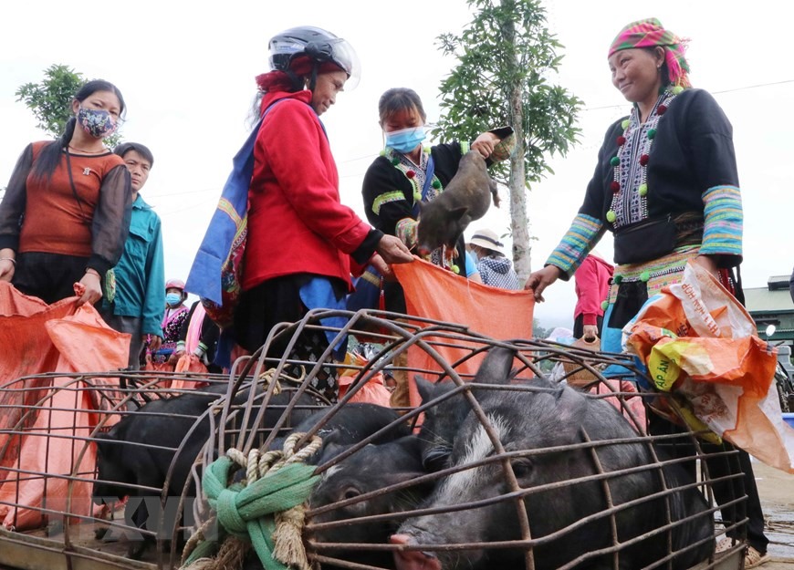 Mua bán lợn cắp nách tại chợ phiên San Thàng. (Ảnh: Nguyễn Oanh/TTXVN)