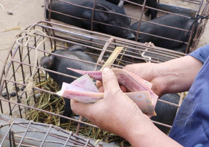 Bà con dân tộc bán lợn cắp nách tại chợ phiên San Thàng. (Ảnh: Nguyễn Oanh/TTXVN)