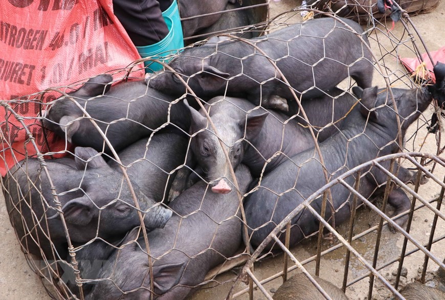 Giống lợn đen của bà con dân tộc được mang bán tại chợ lợn San Thàng vào các buổi chợ phiên. (Ảnh: Nguyễn Oanh/TTXVN)