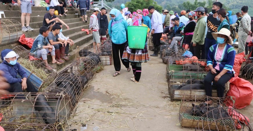 Khu bày bán lợn cắp nách tại chợ phiên San Thàng. (Ảnh: Nguyễn Oanh/TTXVN)