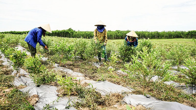 Chăm sóc cây tràm năm gân tại huyện Vĩnh Linh - Ảnh: L.A