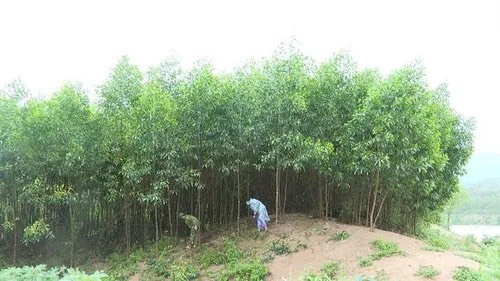Dự án “Một triệu cây xanh” đang được Đồn Biên phòng Thanh phối hợp với các tổ chức trồng dọc bờ sông Sê Pôn để hạn chế tình trạng sạt lở đất. Ảnh: Phước Trung
