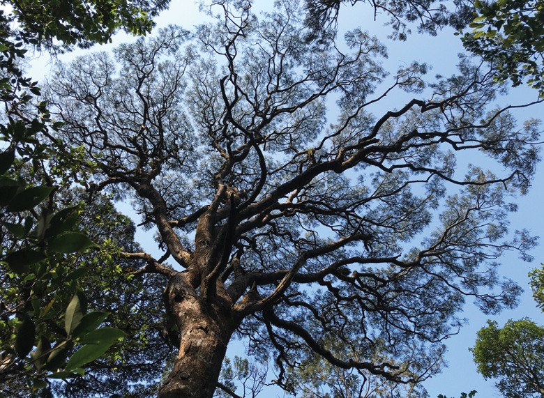Cây cổ thụ ở Khu bảo tồn thiên nhiên Bắc Hướng Hóa.