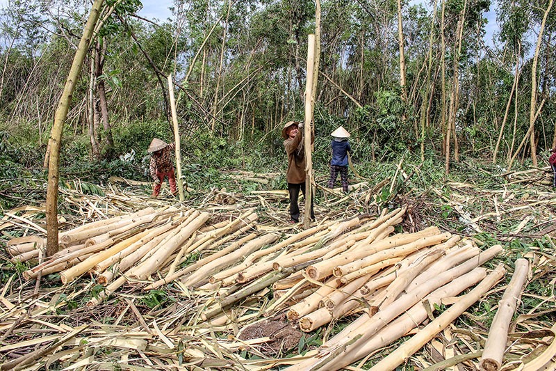 Khai thác rừng trồng ở huyện Triệu Phong - Ảnh: H.T