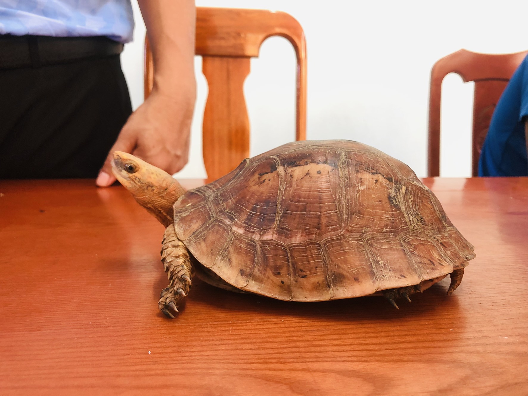 Cá thể rùa mà đối tượng Hồ Văn Phú mua bán trái phép - Ảnh: Thành Nam