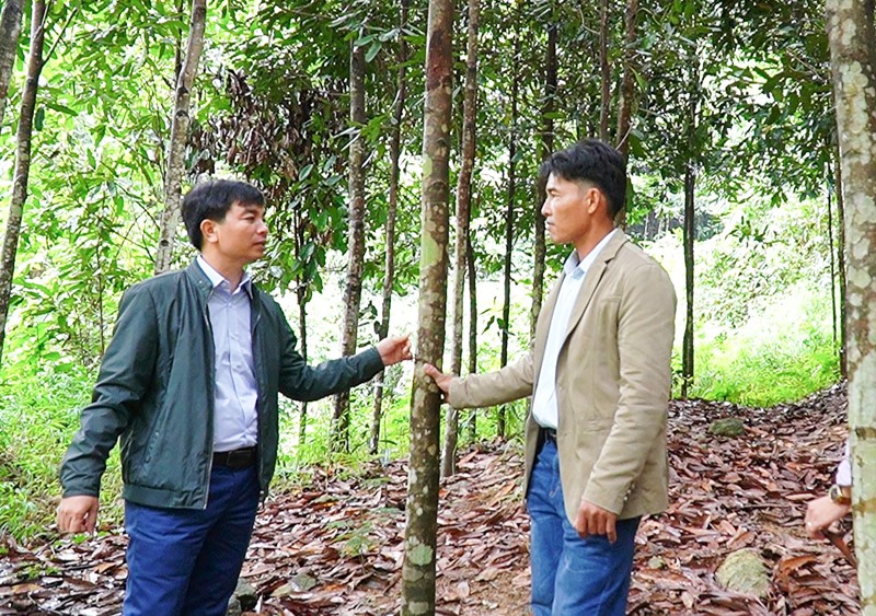 Anh Nguyễn Văn Phước (bên phải) học tập mô hình trồng quế tại tỉnh Yên Bái -Ảnh: A.V