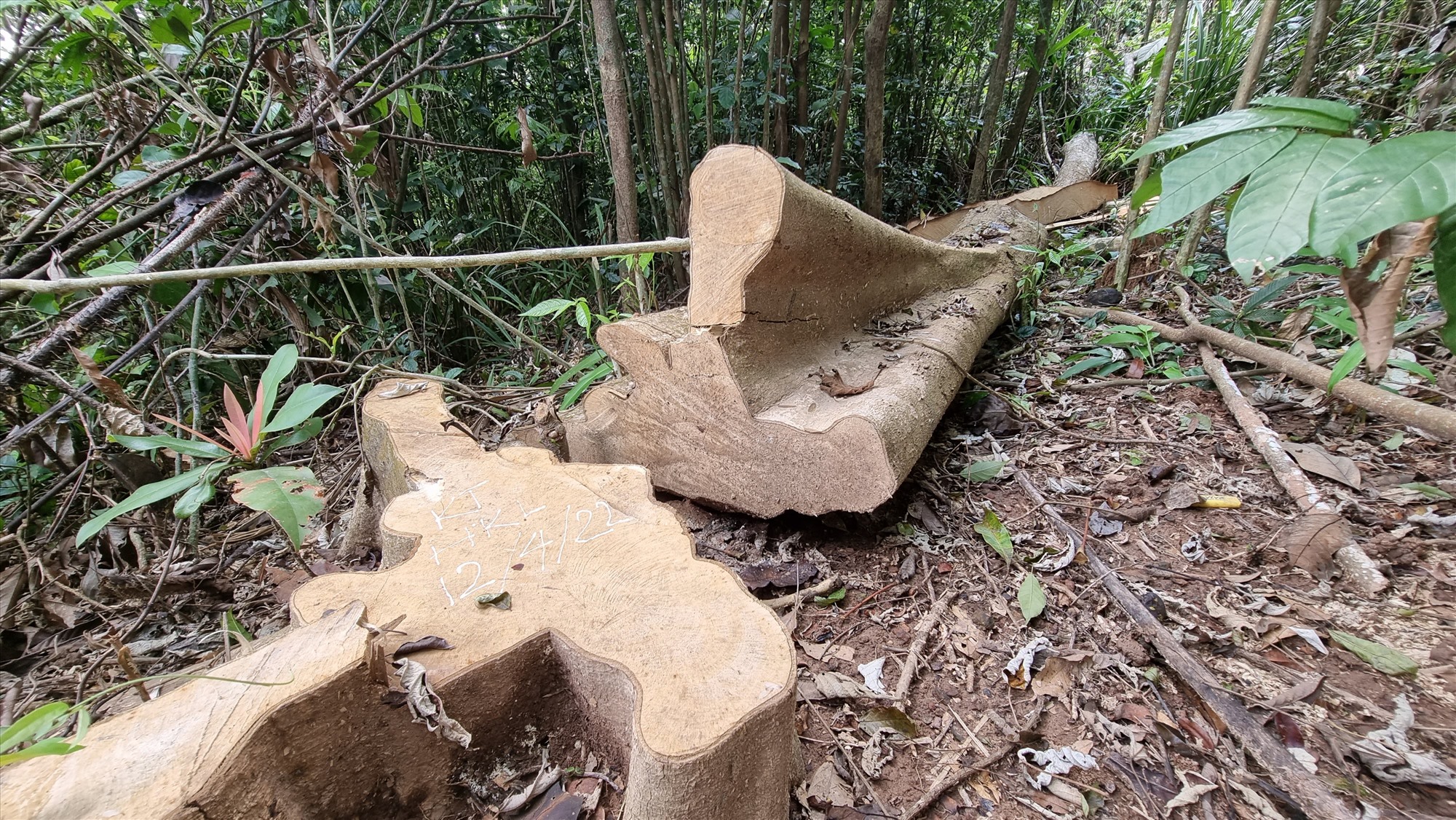 Nhiều cây gỗ có đường kính lớn tại Tiểu khu 699, 708 thuộc xã Đakrông (huyện Đakrông) bị đốn hạ vào tháng 4/2022- Ảnh: T.N