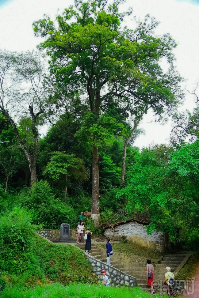 Cây Nhội (tên địa phương còn gọi là Mạy Phát) mọc tự nhiên ở đầu xóm Hoài Khao, thân chính có chu vi thân 3,10m, đường kính hơn 1m, cây cao khoảng 25 - 30m là cây đơn thân, mọc thẳng, tán toả đều xung quanh. Đây là cây cổ thụ duy nhất ở đầu làng, được coi là cây di sản Việt Nam, có ý nghĩa thiêng liêng như cây thần bảo vệ người dân, được người dân nơi đây lập miếu thờ và chăm sóc.