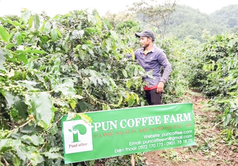 Công ty TNHH Pun Coffee là một trong những doanh nghiệp đi đầu xây dựng mô hình điểm về cà phê chất lượng cao ở Hướng Hóa - Ảnh: M.L