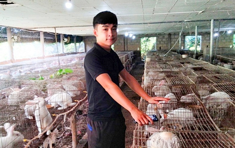 Mô hình nuôi thỏ thương phẩm và sinh sản của anh Võ Phi Hùng -Ảnh: M.L