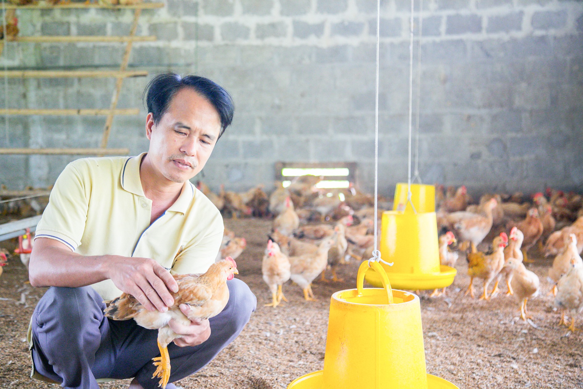 Mô hình chăn nuôi gà an toàn sinh học của anh Vũ Văn Bắc -Ảnh: LÊ TRƯỜNG
