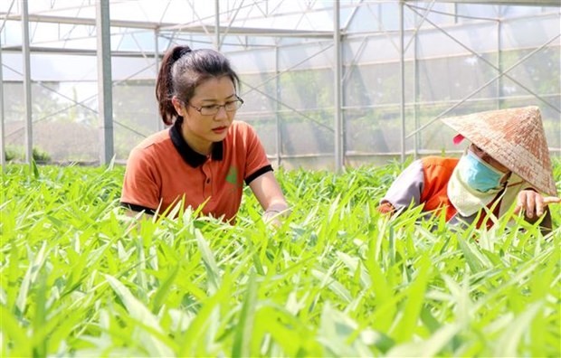 Chị Nguyễn Thị Trâm với mô hình nông nghiệp công nghệ cao,  được bình chọn là một trong 100 nông dân Việt Nam xuất sắc. (Ảnh: Đinh Văn Nhiều/TTXVN)