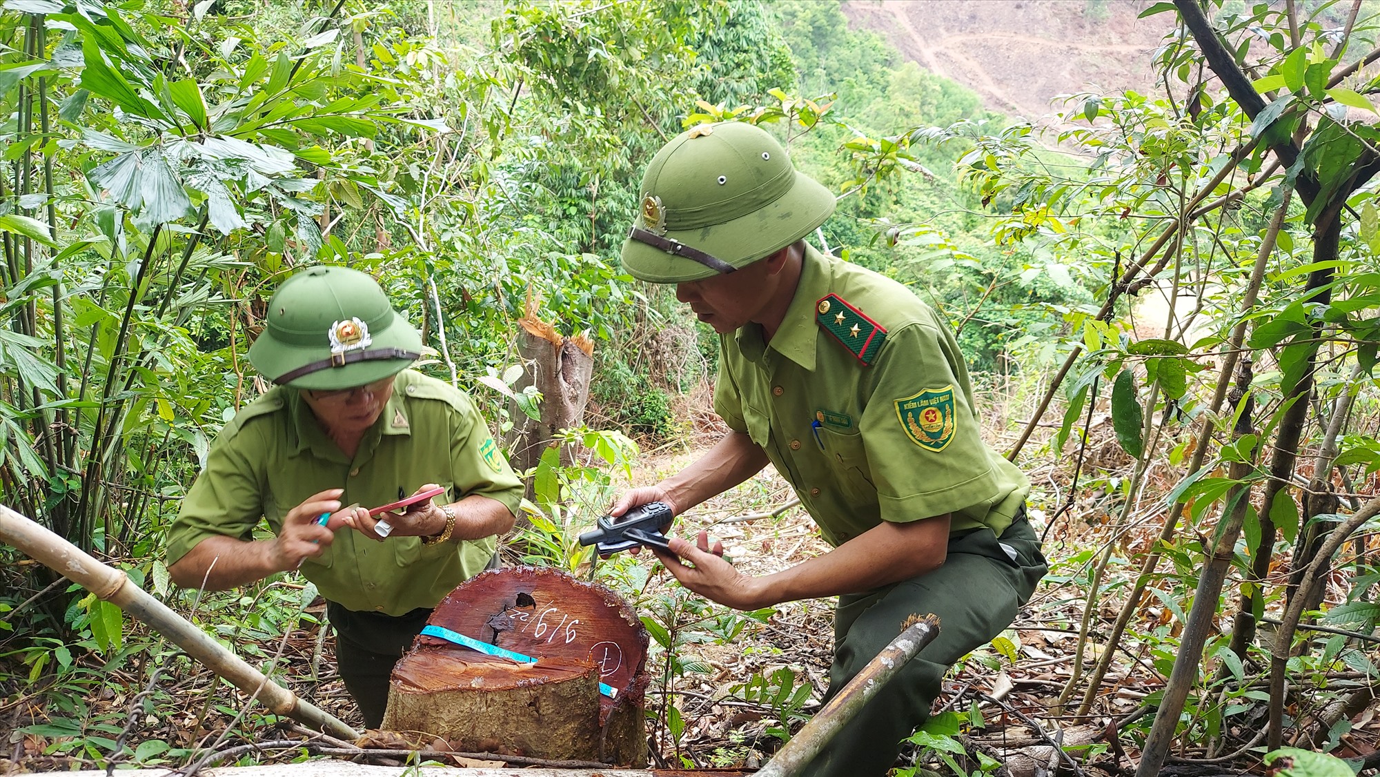 Cây rừng tự nhiên tái sinh bị chặt hạ trái phép tại tiểu khu 771, xã Cam Tuyền - Ảnh: ĐN