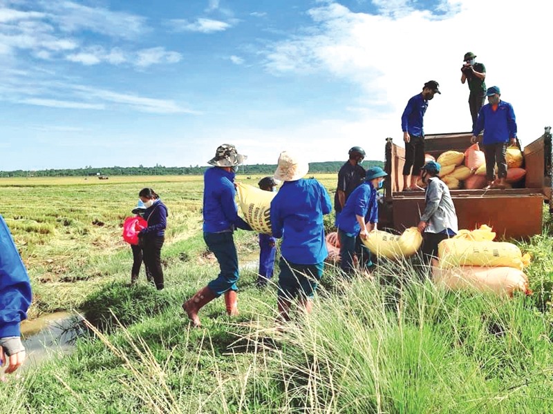 Thanh niên hỗ trợ người dân thôn Đơn Duệ, xã Vĩnh Hòa, huyện Vĩnh Linh gặt lúa trong COVID-19 - Ảnh: P.T
