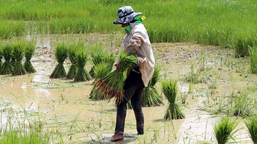 Một phụ nữ làm ruộng ở Khon Kaen, Thái Lan. Nước này đang xem xét việc tăng giá gạo xuất khẩu cùng với Việt Nam, một nước xuất khẩu gạo lớn khác. Ảnh: Reuters