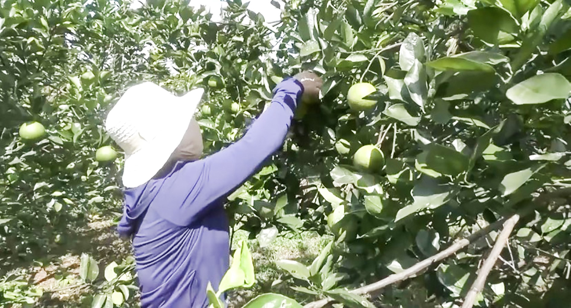 Nông dân thị trấn Bến Quan đang vào vụ thu hoạch cam - Ảnh: M.H