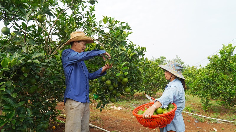 Anh Đào Văn Khánh đang thu hoạch cam -Ảnh: ANH VŨ