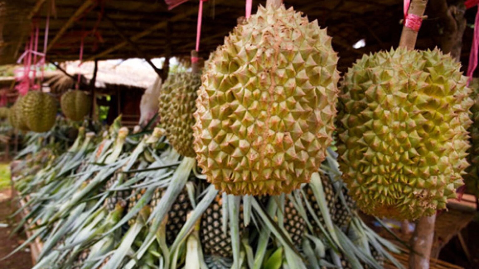 Sầu riêng trồng tại cao nguyên ở Paksong (Champasak), Nam Lào được đánh giá cao về chất lượng