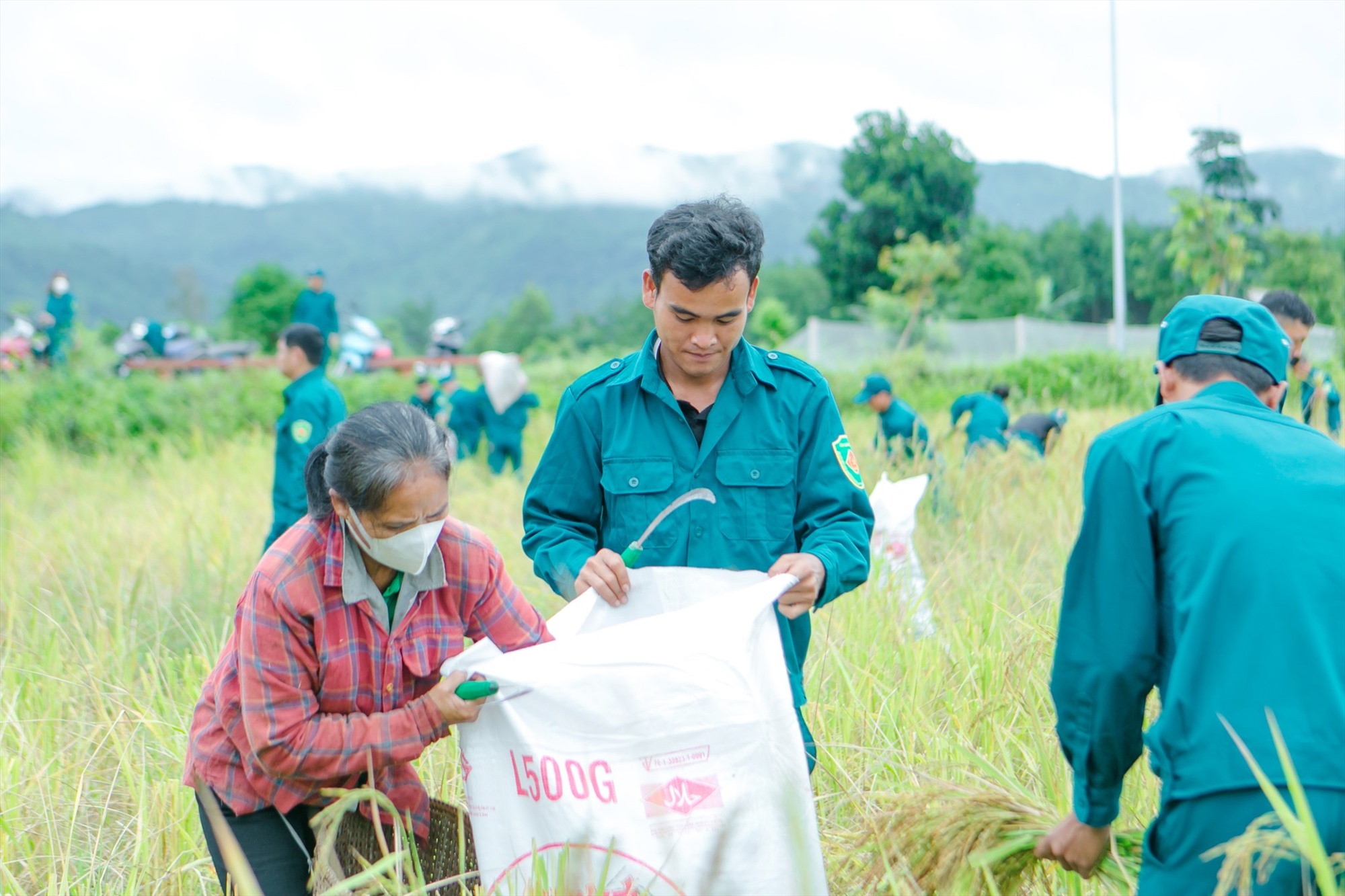 Đoàn viên, thanh niên và lực lượng dân quân tự vệ ra sức giúp dân cứu lúa