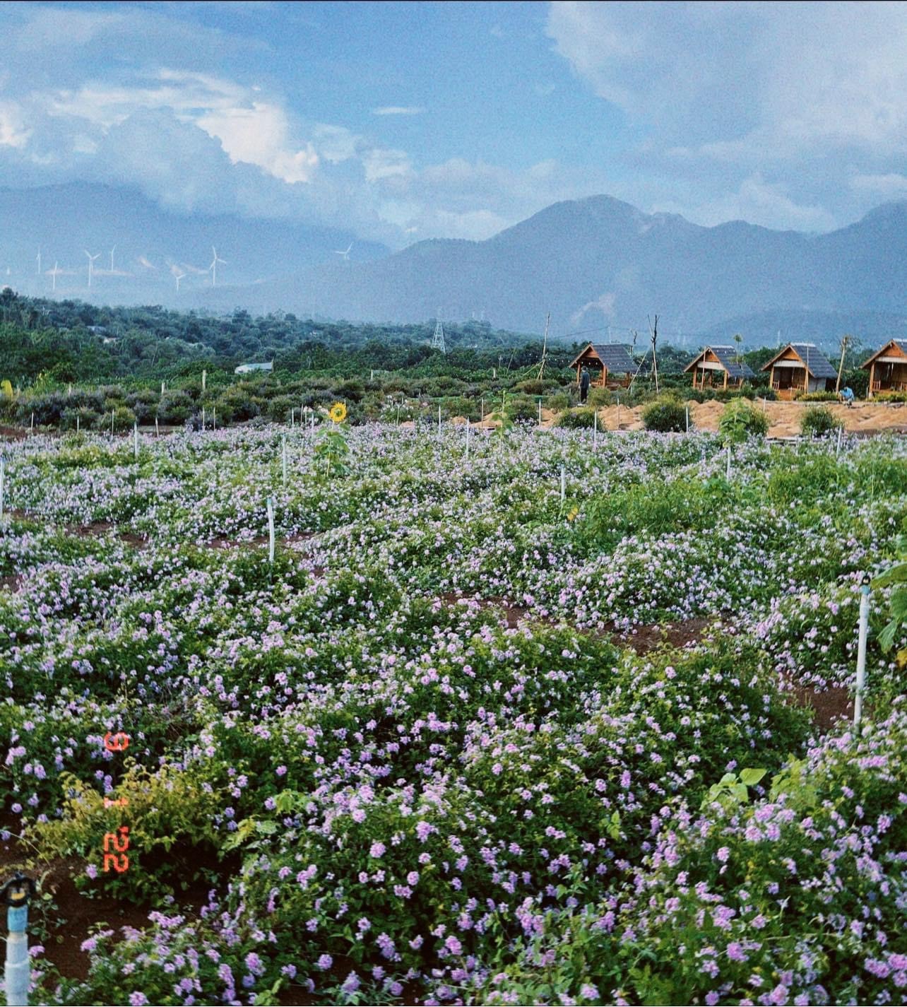 Mọi thứ sẵn sang cho một đêm bùng nổ trên đỉnh Trường Sơn