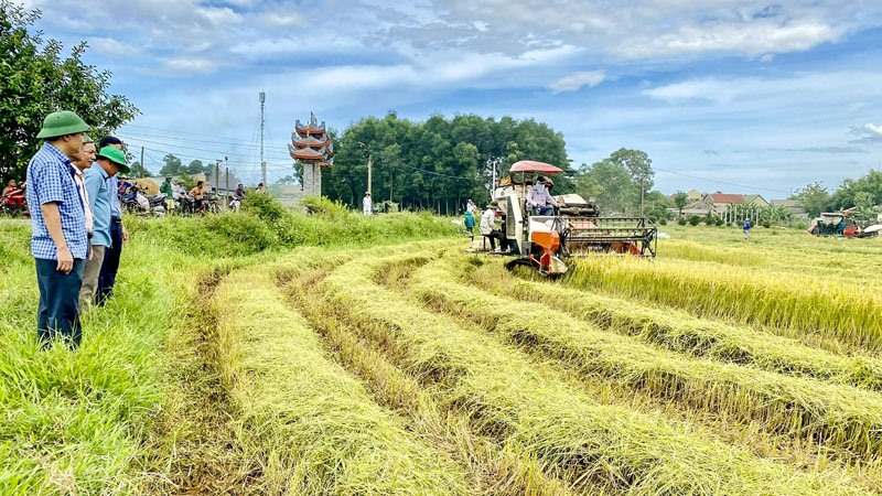 Nông dân Triệu Phong đẩy nhanh tiến độ thu hoạch lúa - Ảnh:M.L