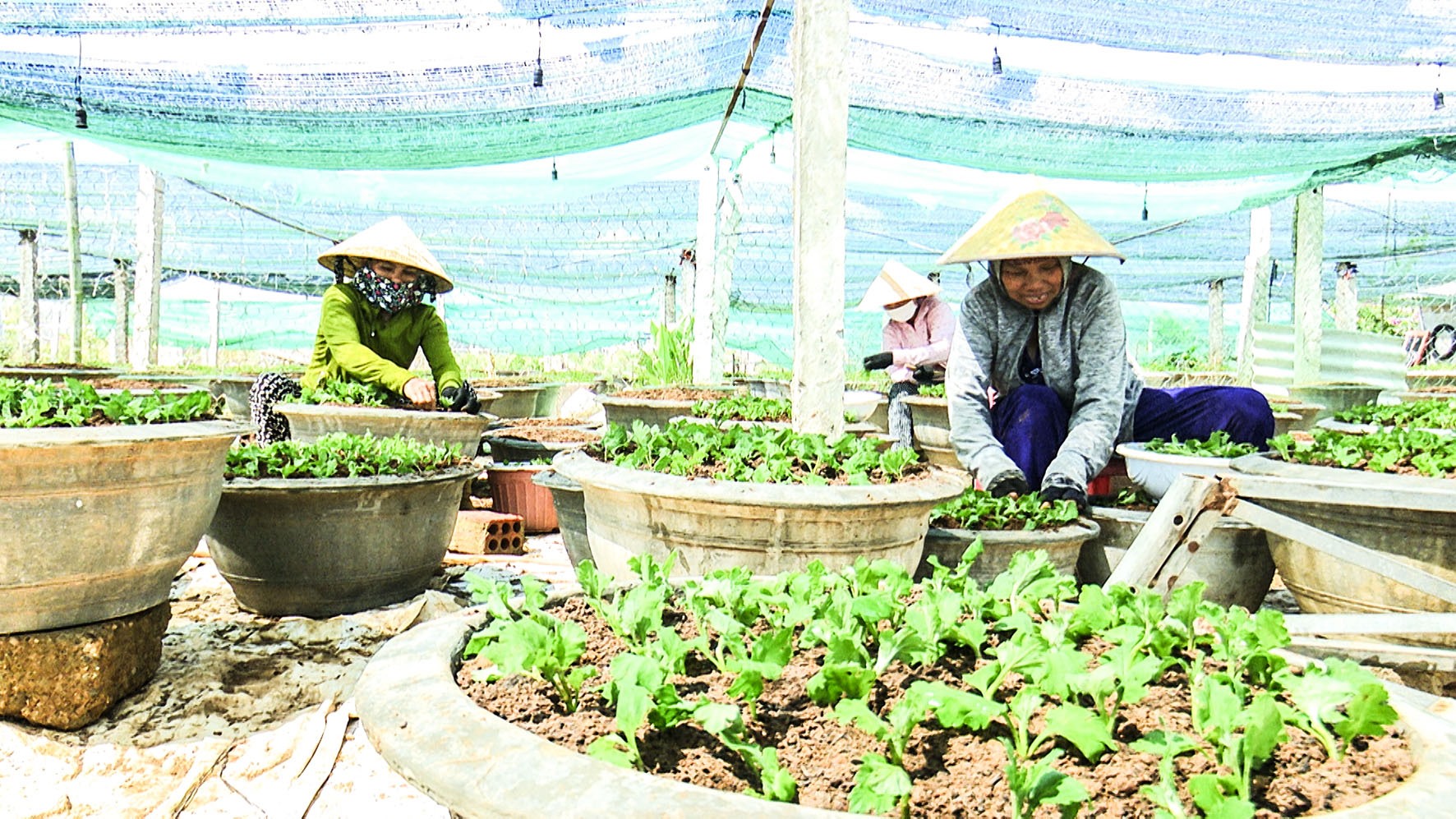 Các hộ trồng hoa ở làng An Lạc, phường Đông Giang, TP. Đông Hà xuống giống trồng hoa cúc chậu để phục vụ tết Nguyên đán Quý Mão 2023- Ảnh: ĐV