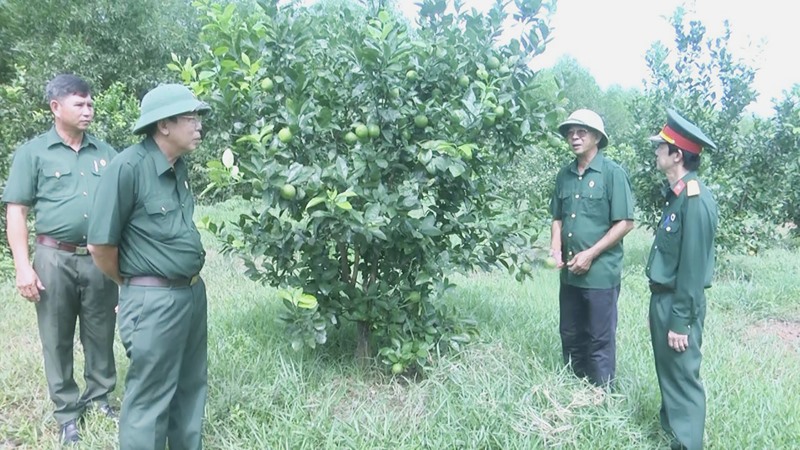 Ông Lê Văn Thược (thứ 2, từ phải qua) chia sẻ kinh nghiệm trồng cây ăn quả với hội viên cựu chiến binh địa phương - Ảnh: N.T