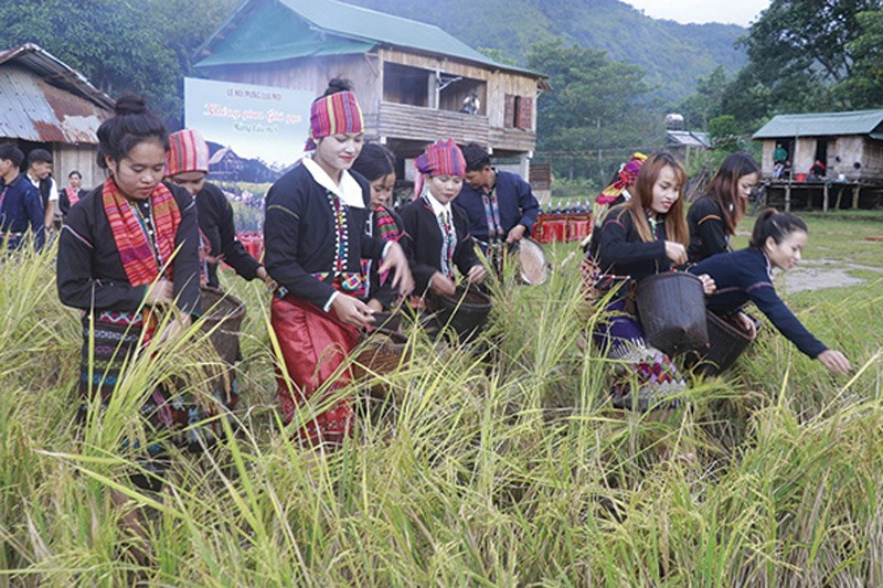 Phụ nữ Vân Kiều thu hoạch lúa trên nương rẫy tại lễ hội - Ảnh: Đ.V