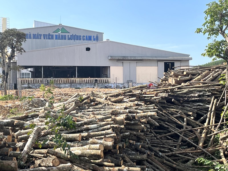 Tập kết gỗ nguyên liệu từ rừng trồng ở Nhà máy viên năng lượng Cam Lộ -Ảnh: Đ.T