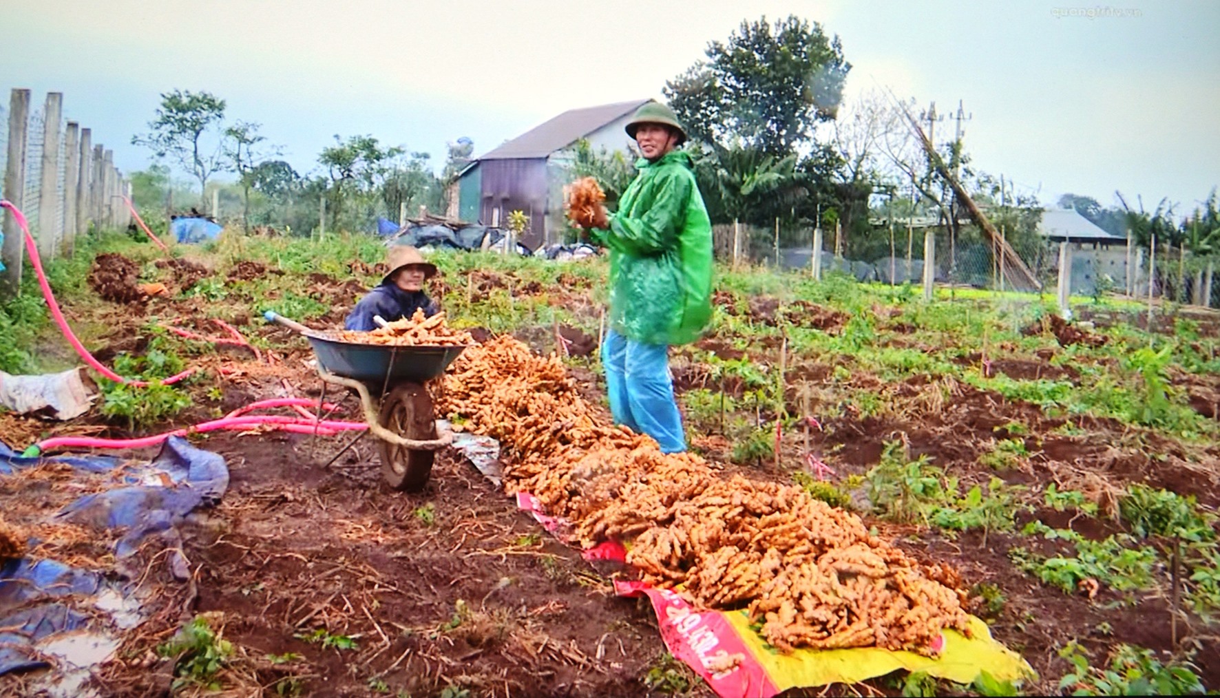 Người dân huyện Hướng Hóa tập trung thu hoạch củ gừng tươi để phục vụ thị trường Tết - Ảnh: H.H