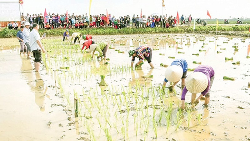 Đông đảo người dân xã Vĩnh Giang tham gia hội thi cấy lúa -Ảnh: L.T