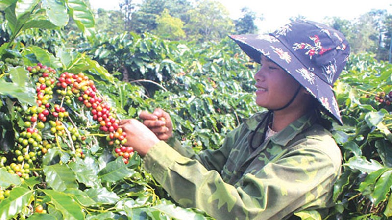 Thu hoạch cà phê ở xã Hướng Phùng, huyện Hướng Hóa - Ảnh: T.H